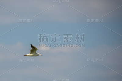 自然环境中的鸟类照片