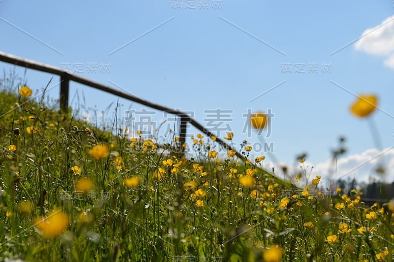 用Hahnenfuß观察高山草甸