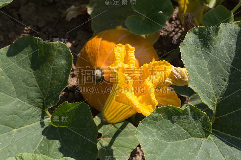 在斯图加特附近的夏季七月，德国南部农舍花园的蔬菜