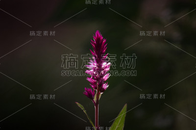 Celosia花