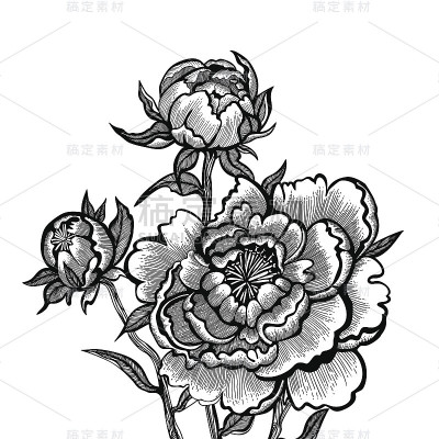 植物矢量插图。手绘牡丹孤立在白色背景。