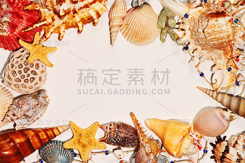 Frame of sea shells on clear background