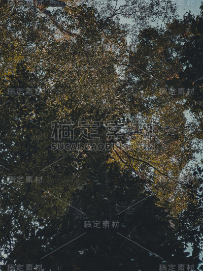 树