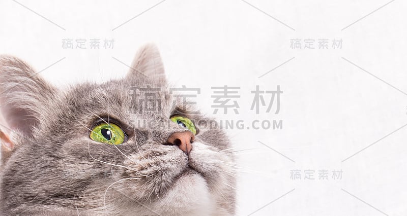 一只绿眼睛的灰猫的头