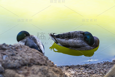 平静地漂浮在湖中的野鸭