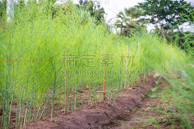 芦笋长在地里。