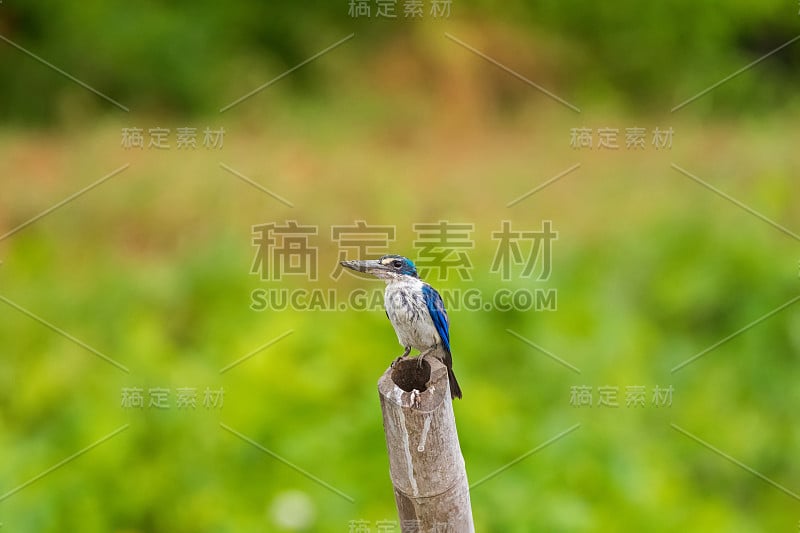 白色领子翠鸟(树翠鸟，红树林翠鸟)蓝色，而下部栖息在竹竿上