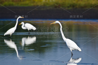 三只大白鹭在捕鱼