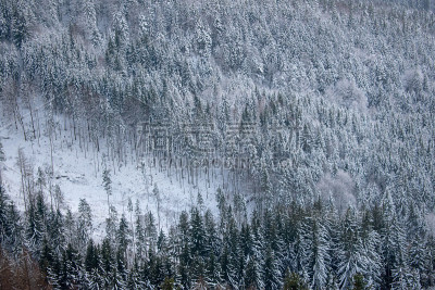 在哈尔斯塔特，奥地利被雪覆盖的树木鸟瞰图。在冬天俯瞰森林