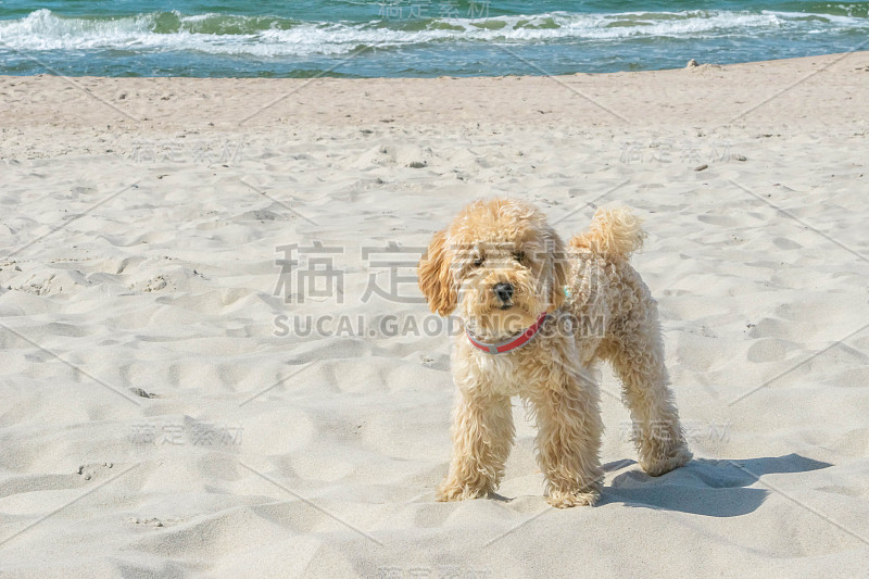 在海边的沙滩上，可爱的金毛贵宾犬直视着镜头