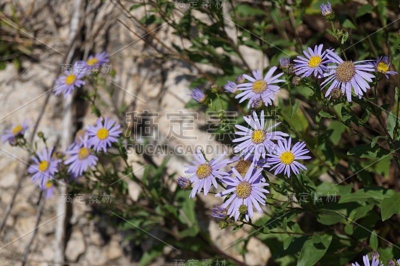 野花-欧洲michaelmas daisy(紫菀)