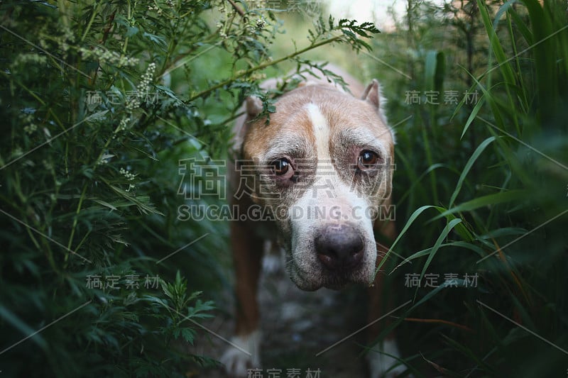 美国斯塔福德郡梗坐在被植物包围的地上