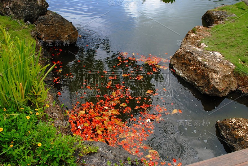 灿烂的红色火焰树花漂浮在花园池塘