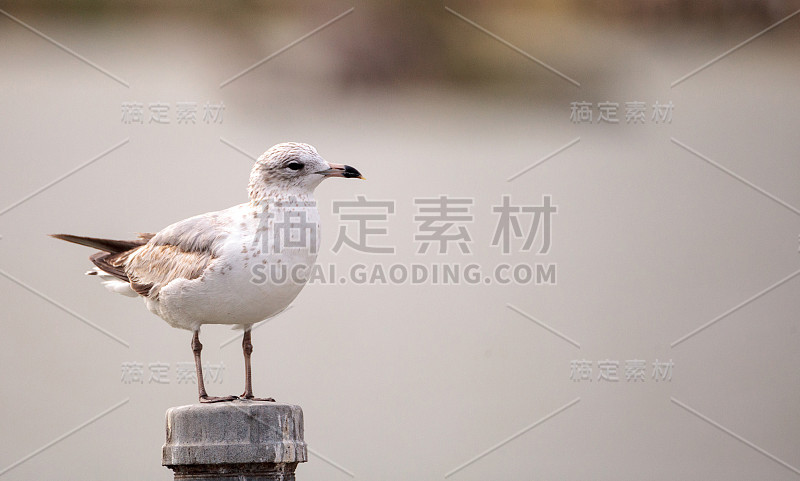 笑鸥鸟，银鹭