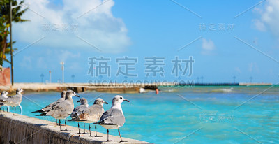 基韦斯特佛罗里达海滩克里伦斯希格斯