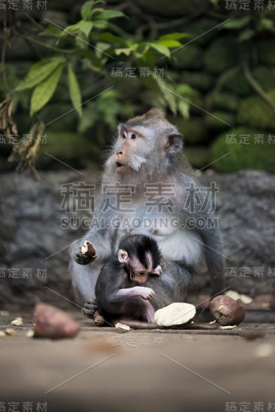 母猴和幼猴喂食。
