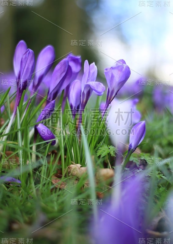 番红花的花