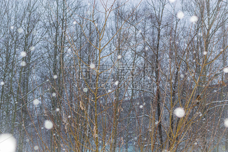 鸟类和雪