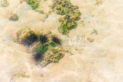 一群危险的海胆在海底