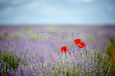 薰衣草田