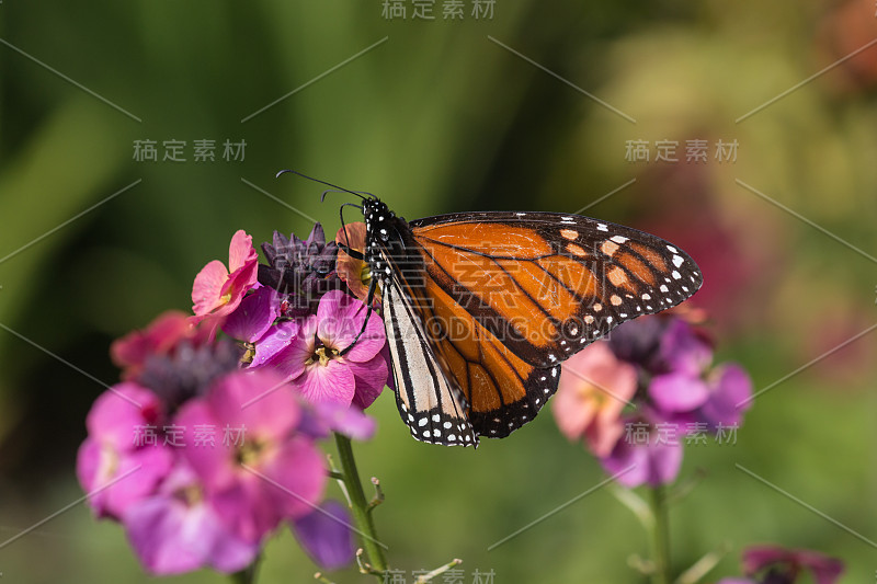 以粉红色花朵为食的帝王蝶