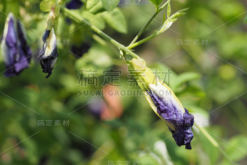 蝴蝶豌豆，蓝豌豆，阴蒂开花