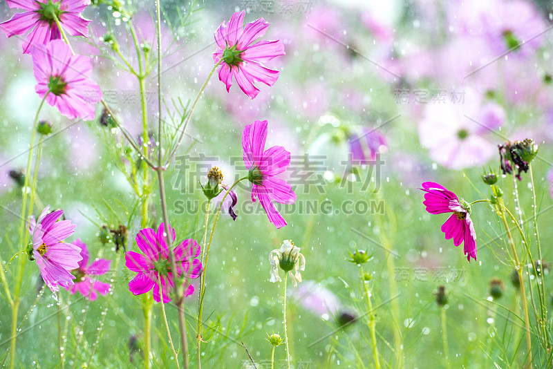 美丽的宇宙花与雨