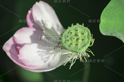 莲花