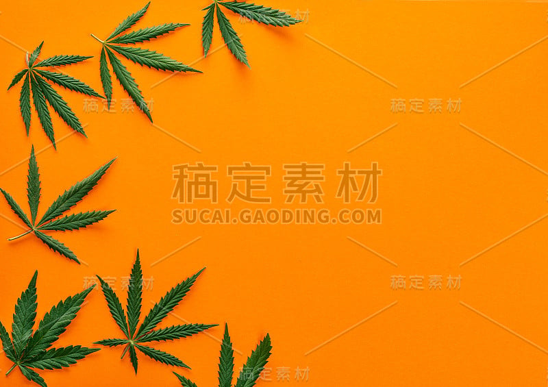 大的新鲜的绿色有机大麻大麻叶子孤立的橙色背景与复制空间的文本