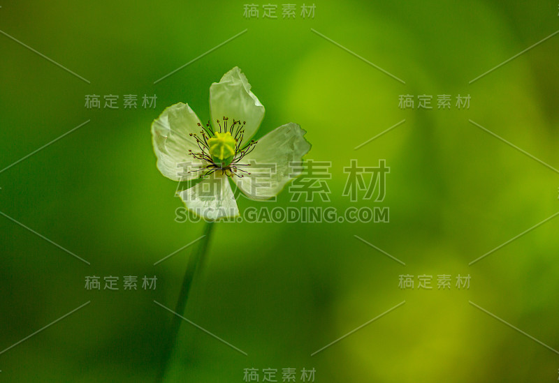 春天，白色的罂粟花盛开在偏远农村郁郁葱葱的草地上