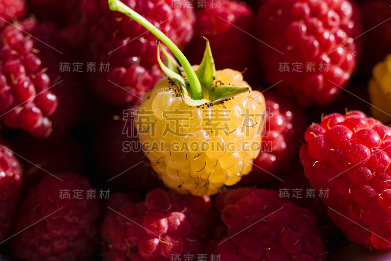 甜美新鲜的有机覆盆子背景特写，选择性聚焦，自由空间。宏观照片。一个红覆盆子上的黄覆盆子。天然浆果背景