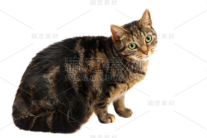 白色的大型成年虎斑猫