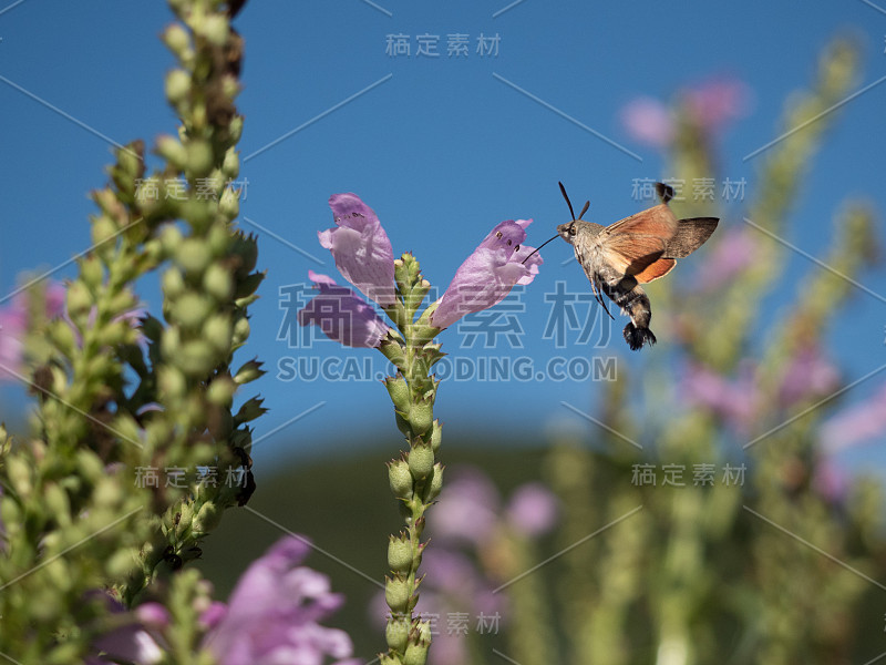 蜂鸟鹰蛾与花