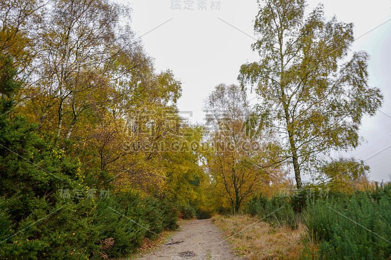 乡间小路中间的林地或秋天