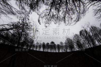 树的黑影