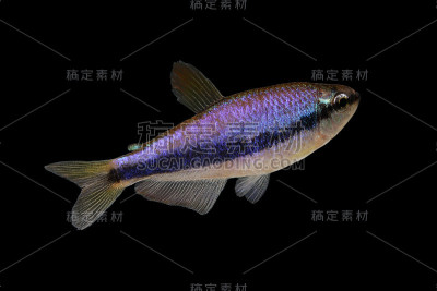 被隔离的热带水族蓝帝鱼