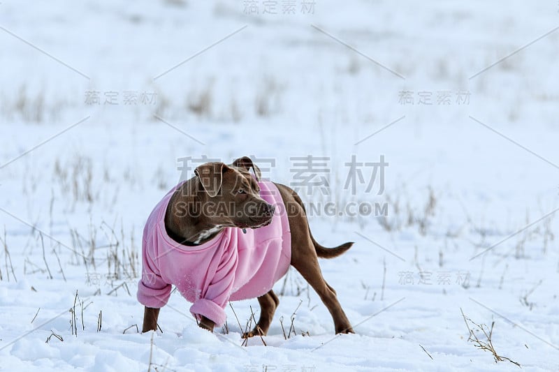 那只穿着粉红色运动衫的成年狗正在雪地上玩耍。