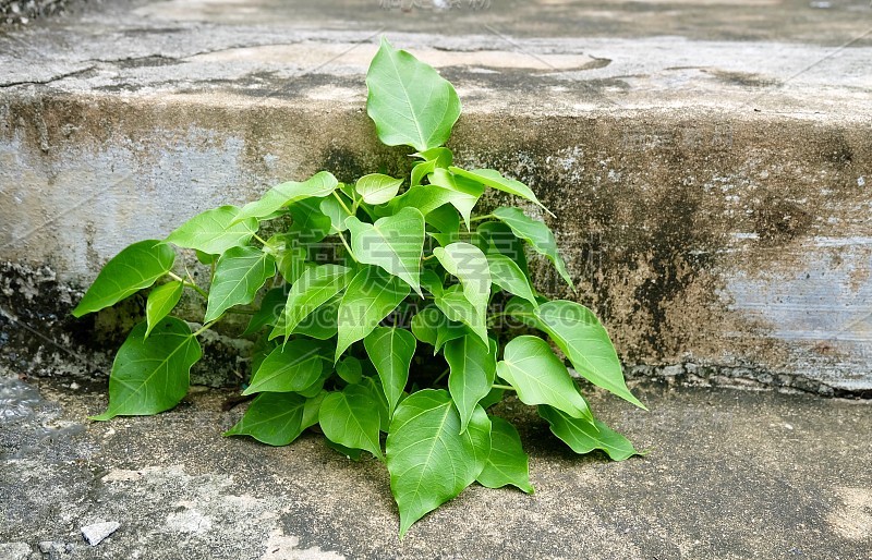 寺庙里的小榕树或圣无花果树