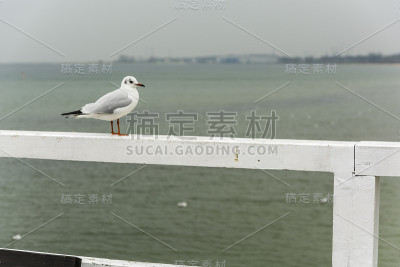 冬羽的黑头鸥