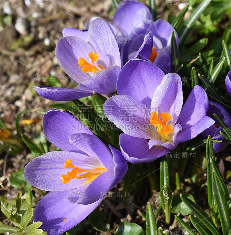 植物、番红花、巨大成功