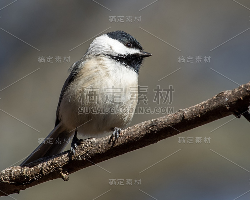 维吉尼亚山雀在树枝上