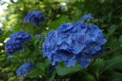 浅蓝色的绣球花