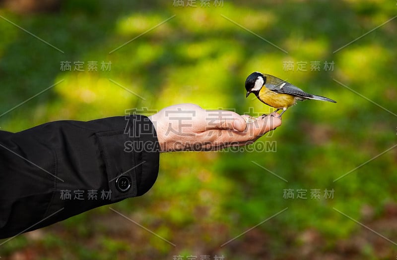 小鸟坐在手上