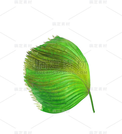 棕榈树的绿叶孤立在白色的背景上