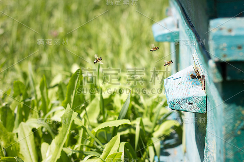 蜜蜂从证据中飞出来。蜜蜂采集花蜜