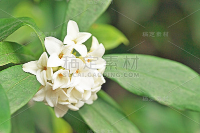 达芙妮