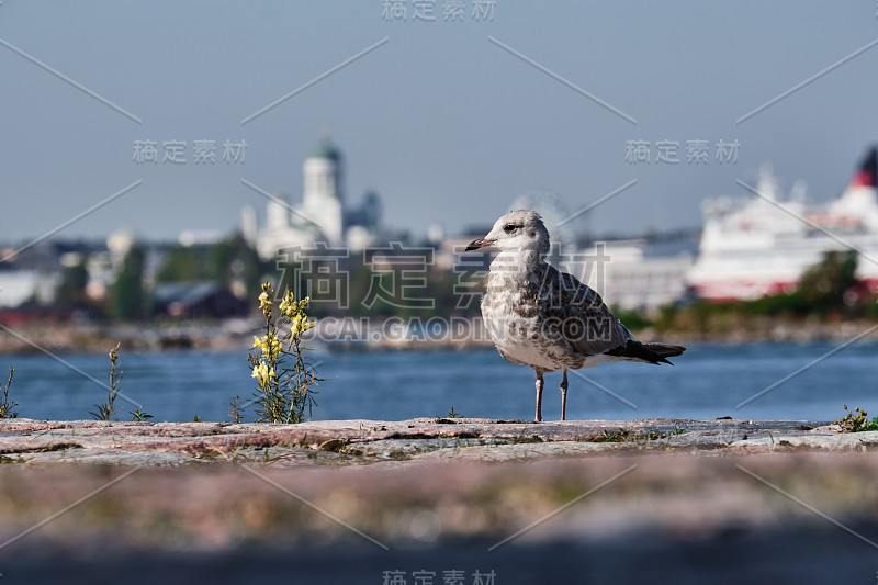 前景是一只海鸥，背景是赫尔辛基大教堂。