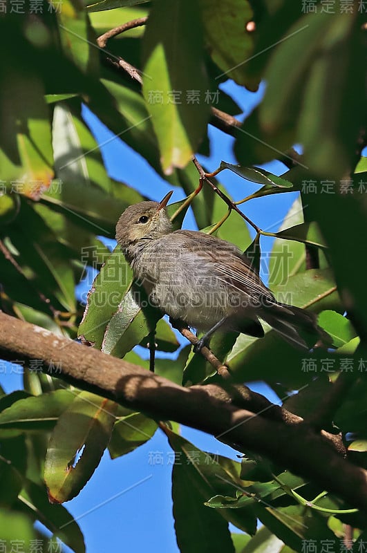 罗德里格斯·沃布勒