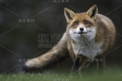 狐狸在乡下