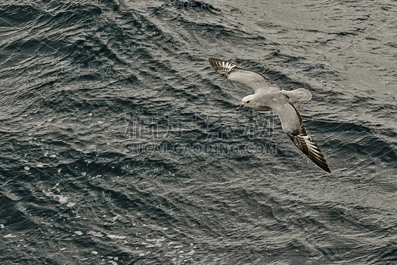 南富尔马，富尔马是南半球的一种海鸟。和北方的管鼻鹱(F. glacialis)一样，它属于管鼻鹱科管